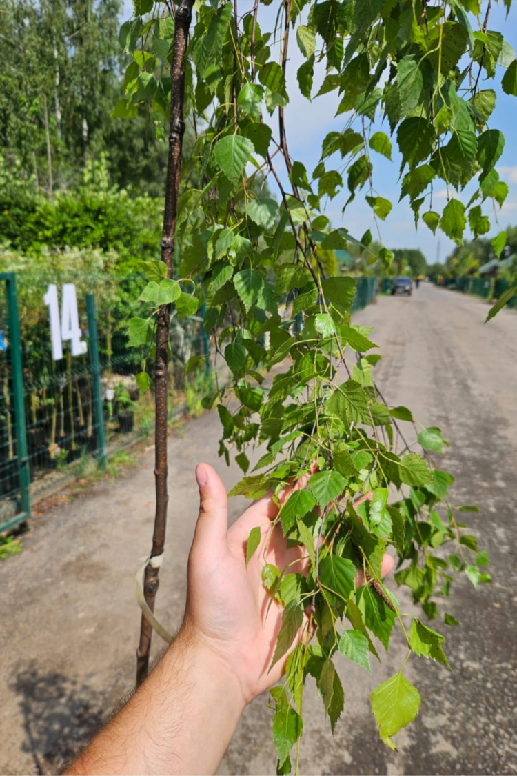 Береза калининград