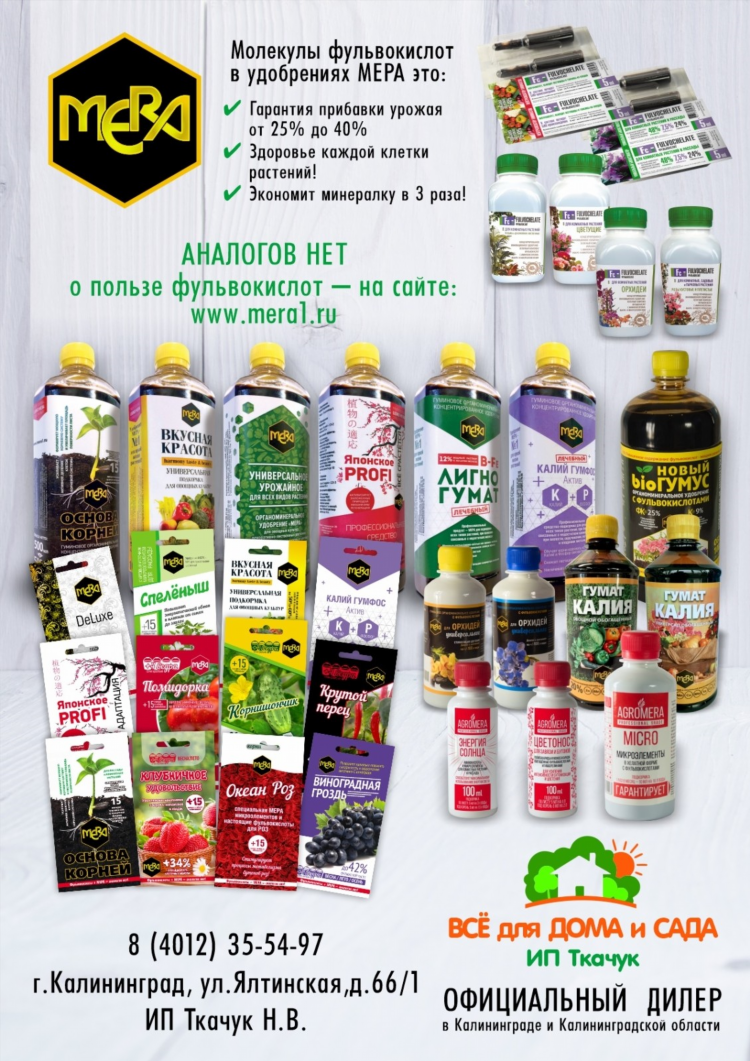 Калининград мер