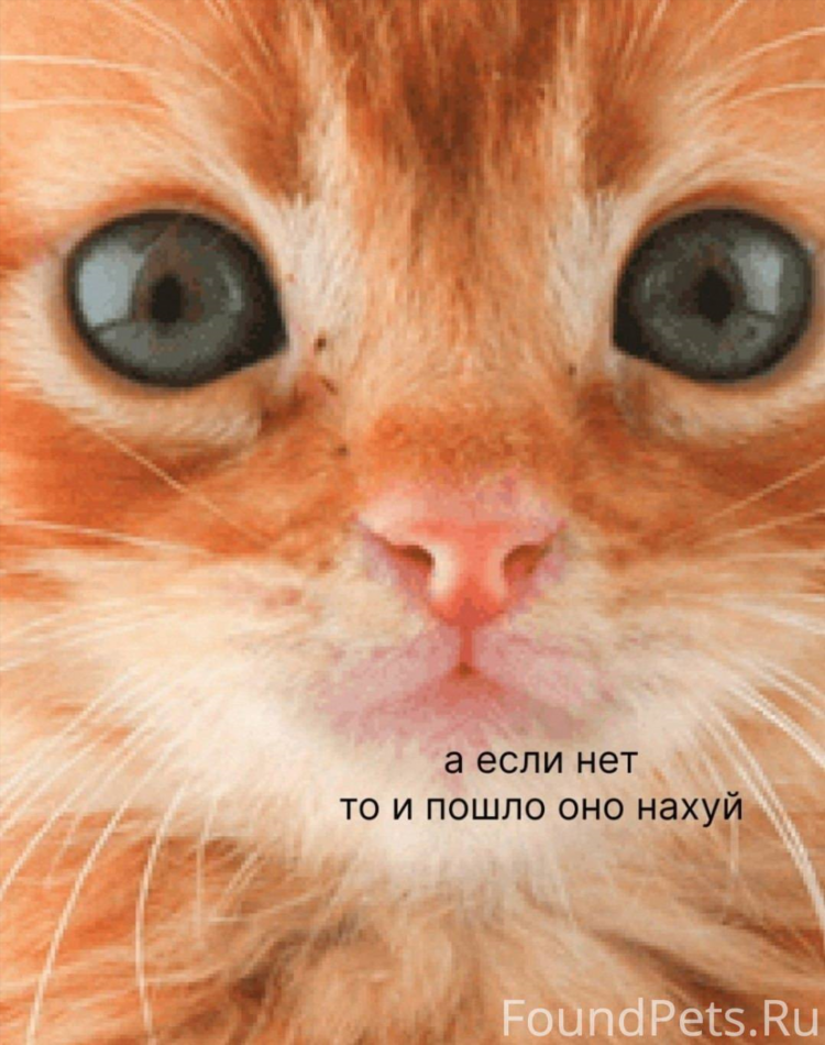 Кошки потеряшки калининград