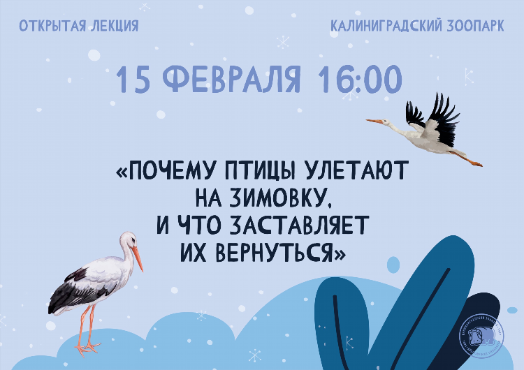 Курицы калининграда