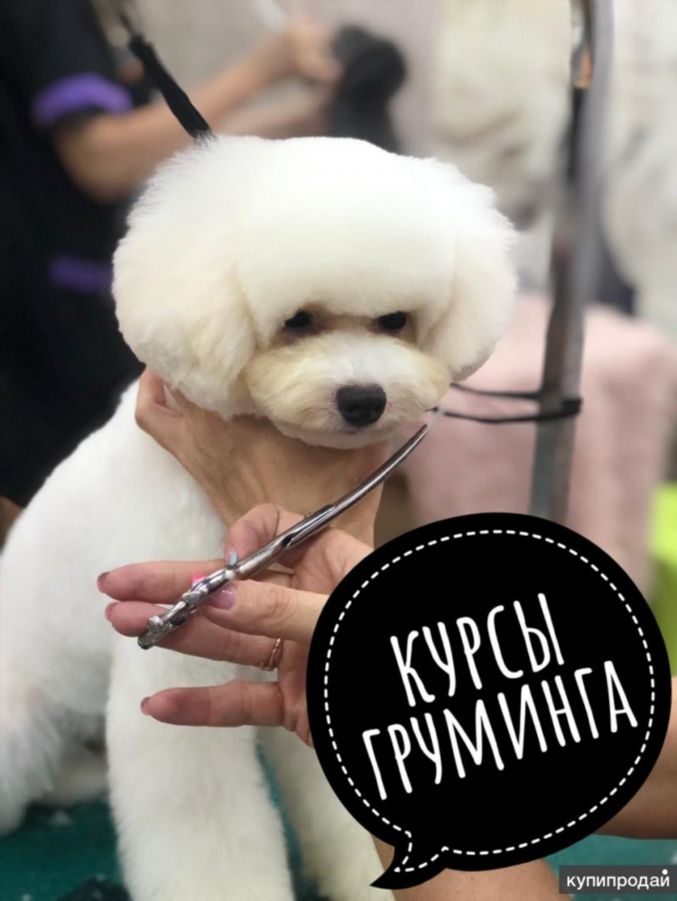 Курсы груминга в калининграде