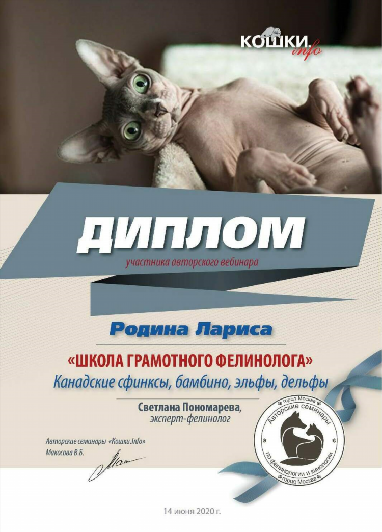 Сфинкс калининград