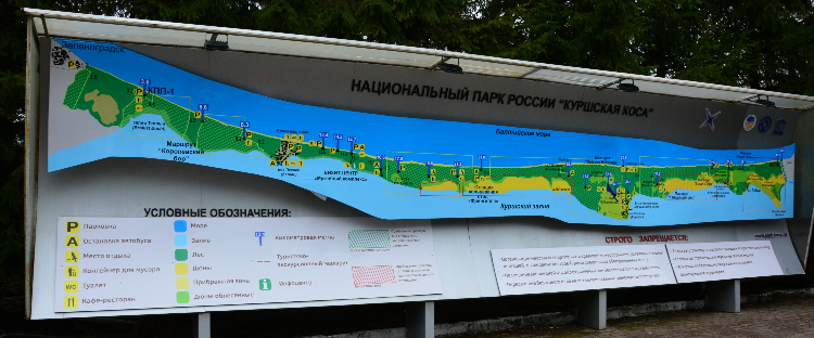 Сколько км от калининграда до куршской косы